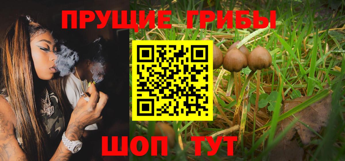 Галлюциногенные грибы Psilocybe Нерюнгри